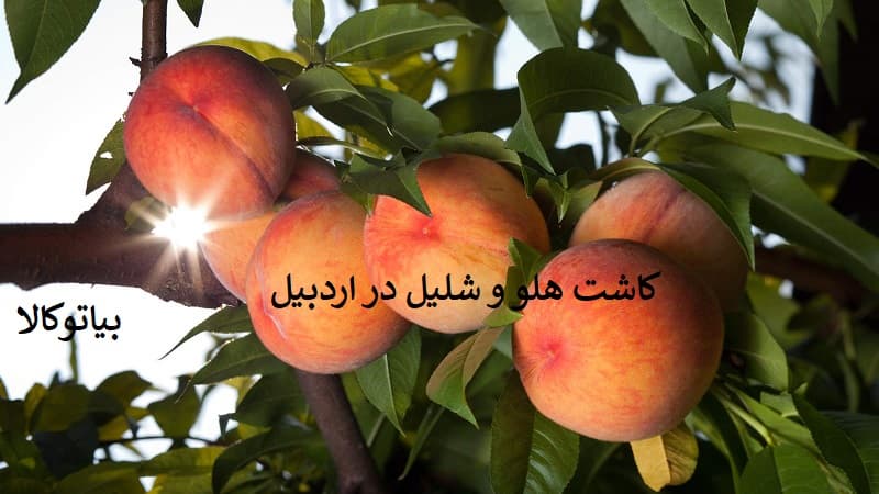 کاشت هلو و شلیل در اردبیل